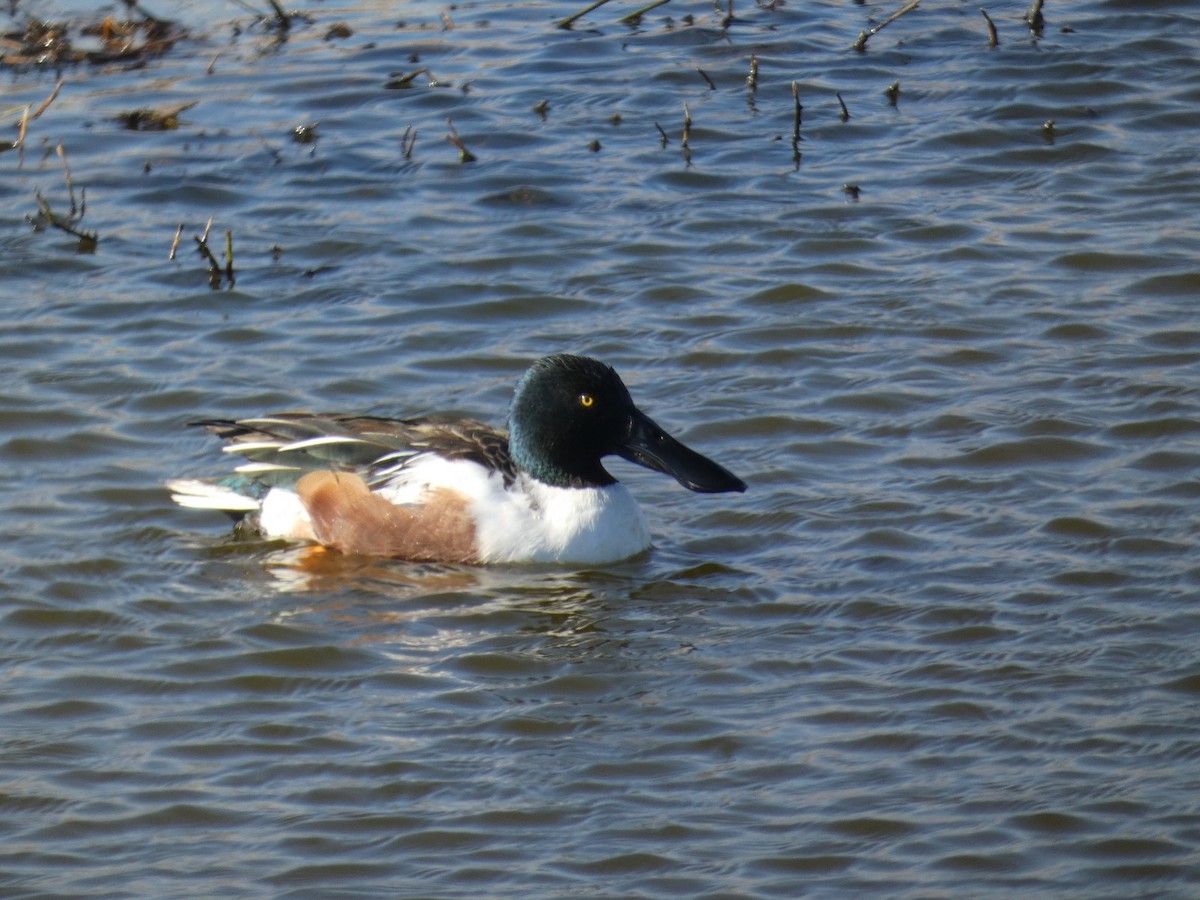 skjeand - ML650004453