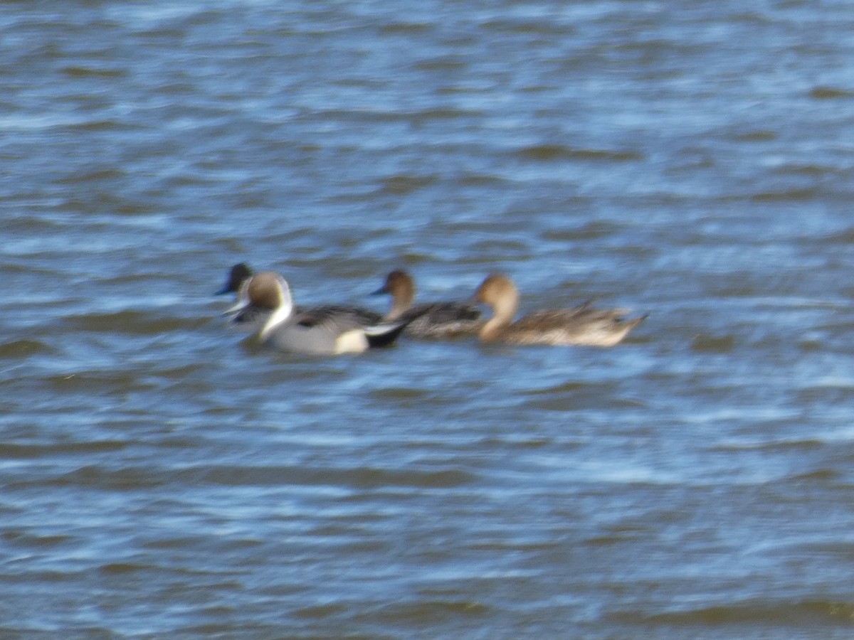 stjertand - ML650004478