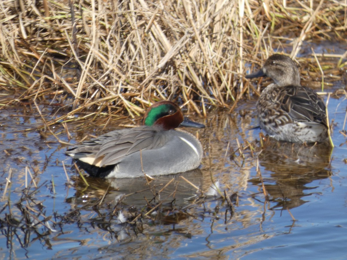 krikkand - ML650004497