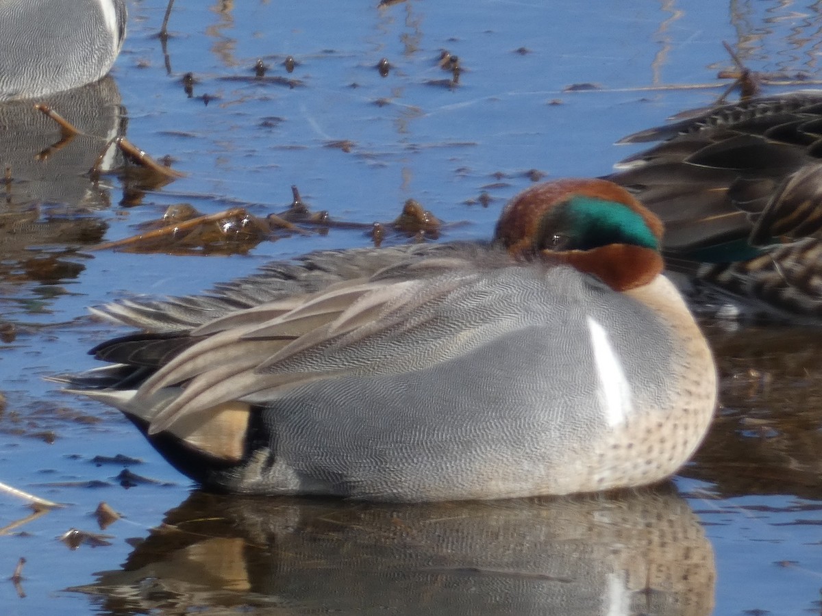 krikkand - ML650004505