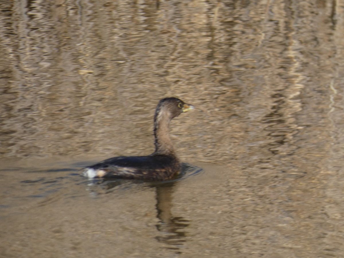 ringnebbdykker - ML650004523