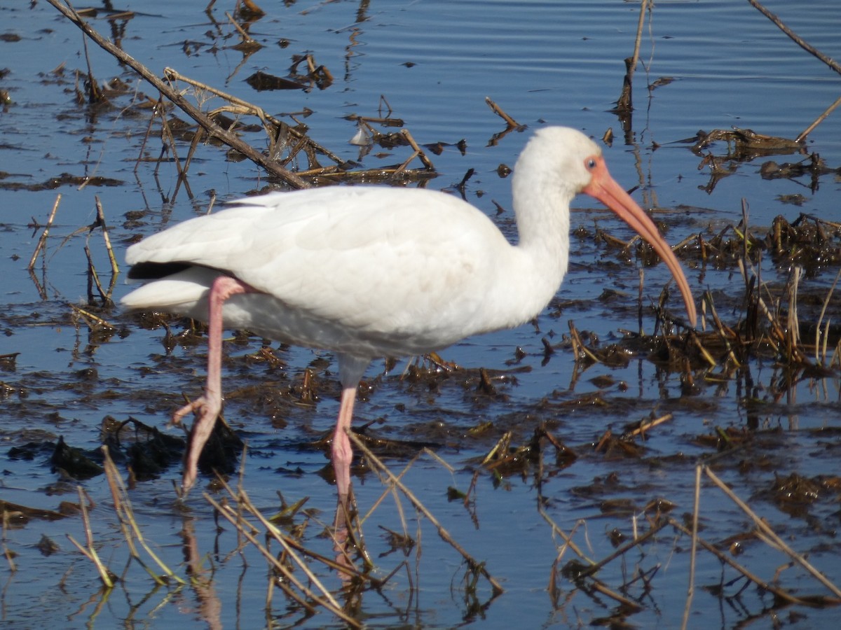 hvitibis - ML650004543