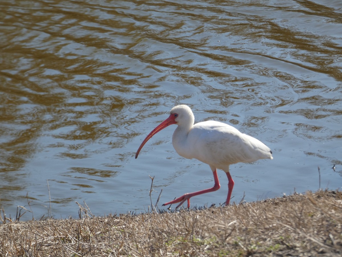 Ібіс білий - ML650004560