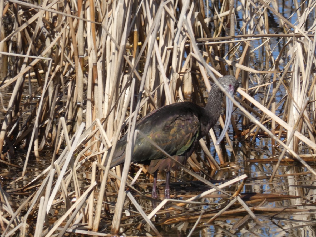 Коровайка американська - ML650004576