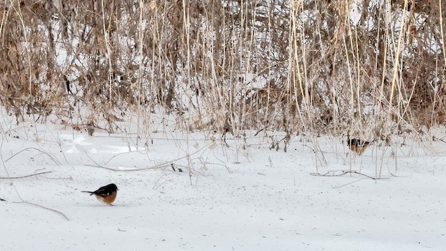 Eastern Towhee - ML650004594