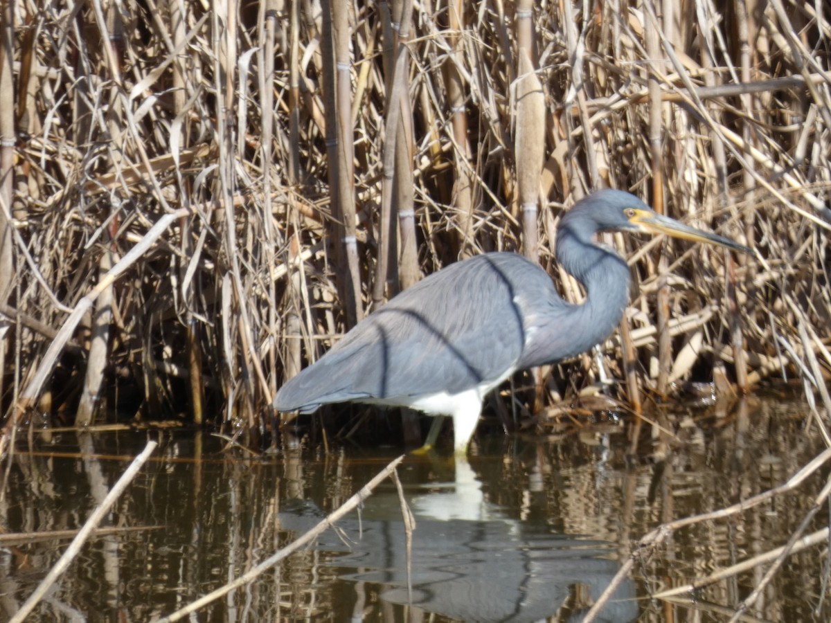 Чепура трибарвна - ML650004600