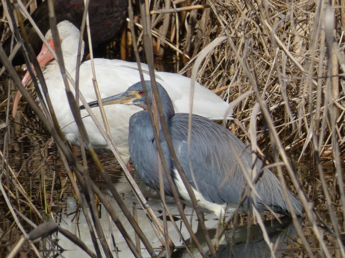 Чепура трибарвна - ML650004609