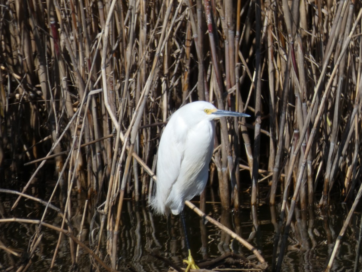 Чепура американська - ML650004647