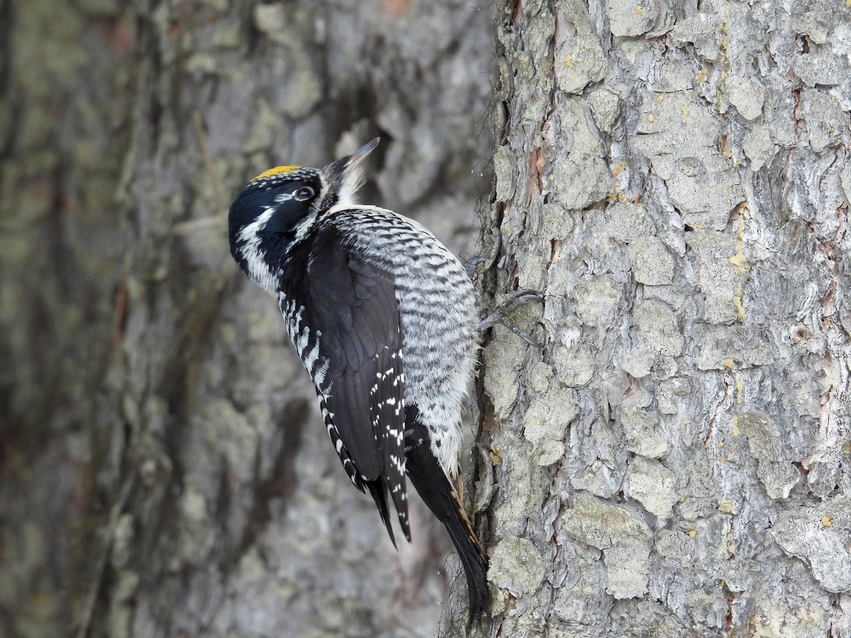 Американский трёхпалый дятел - ML650004728