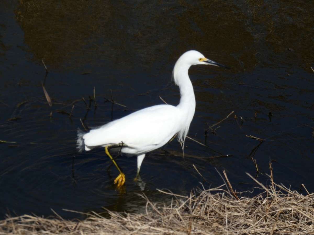 Чепура американська - ML650004818