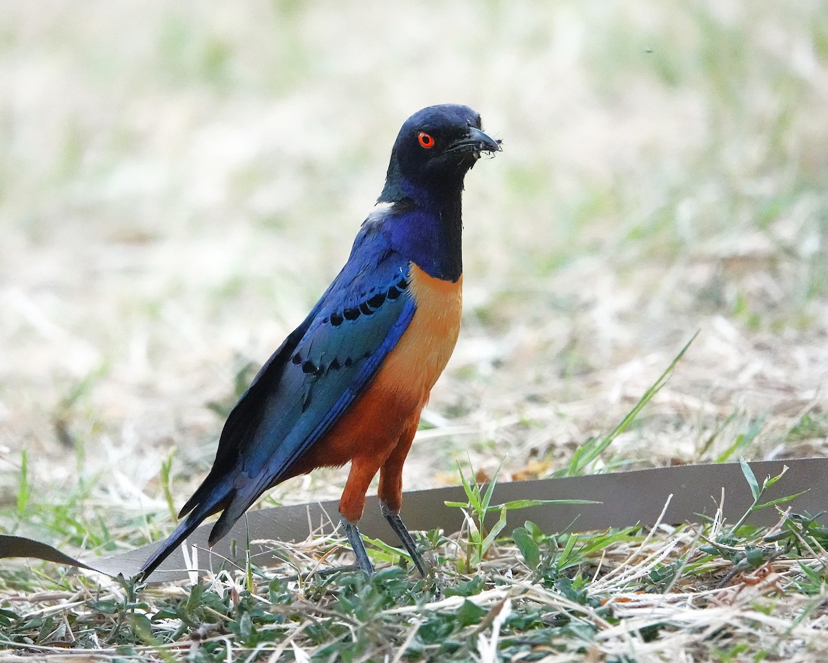 Hildebrandt's Starling - ML650004993