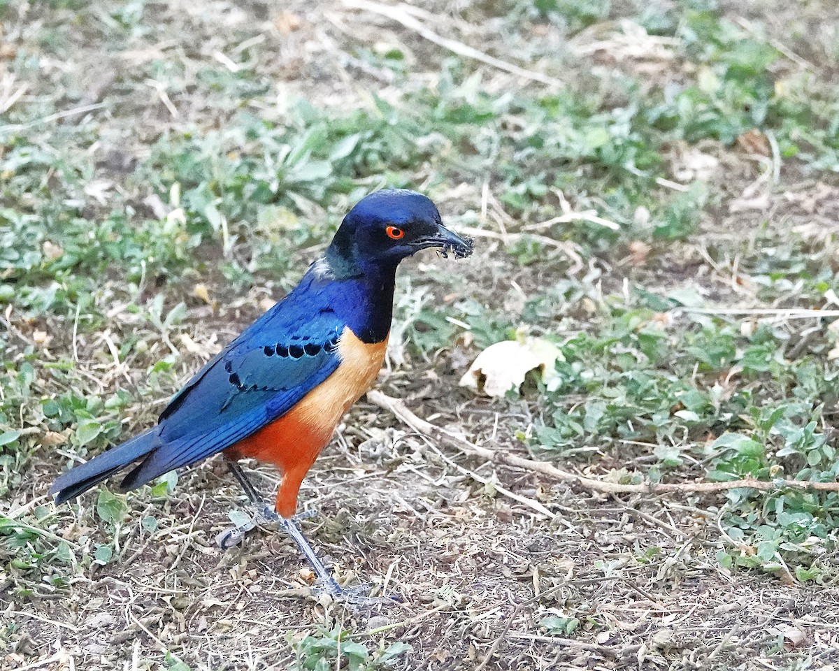 Hildebrandt's Starling - ML650005023