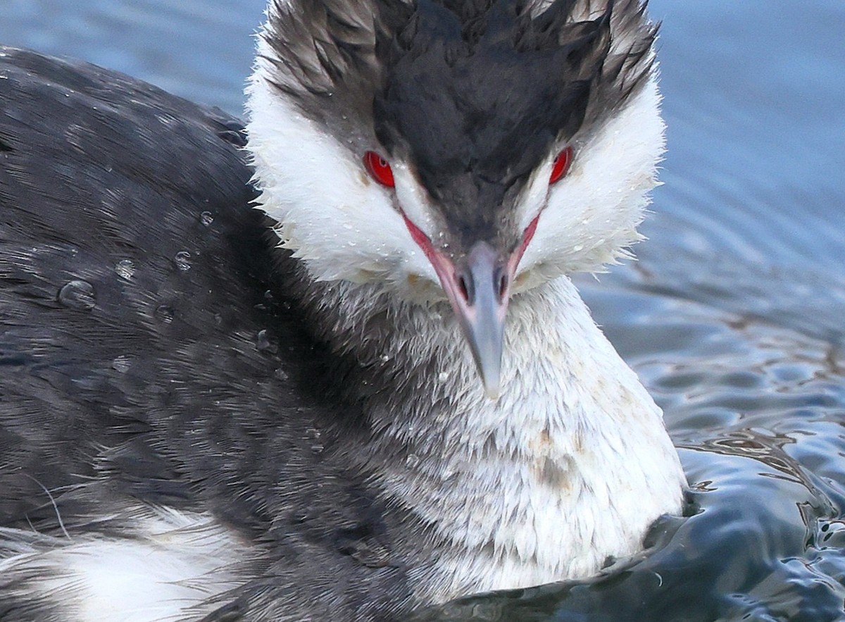 potápka žlutorohá - ML650005193