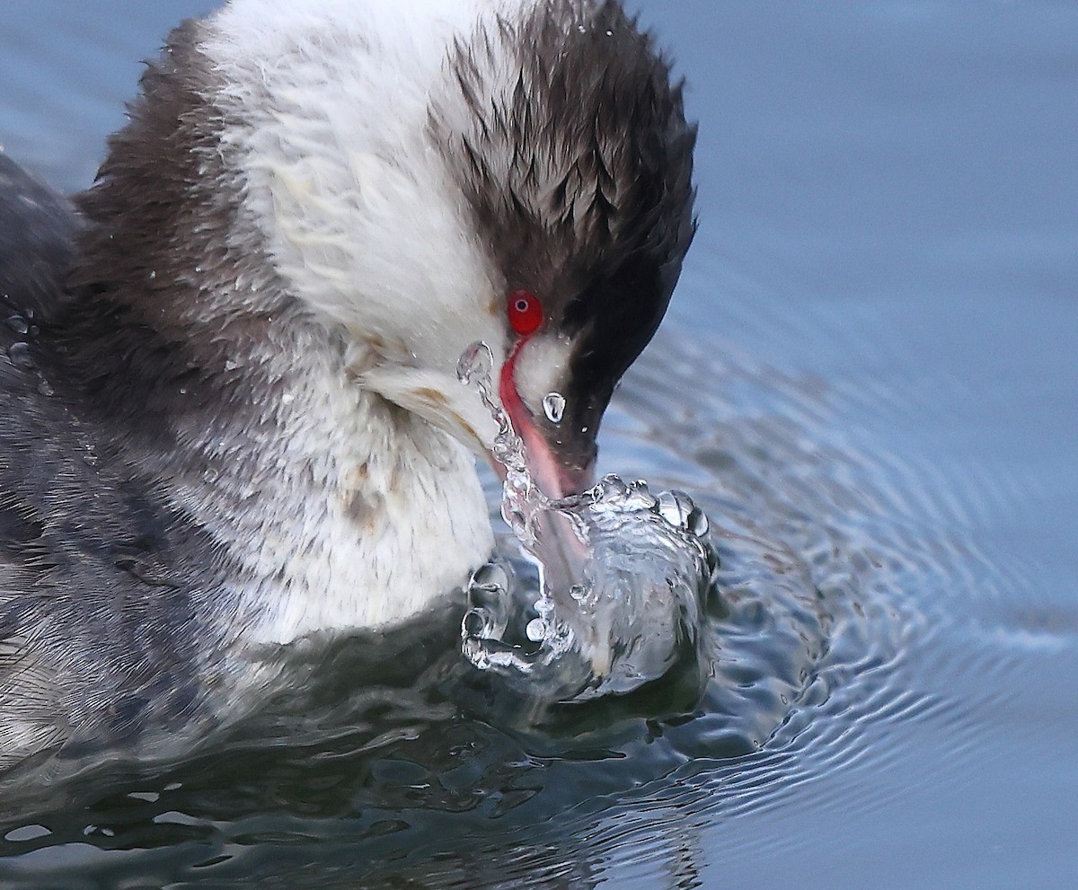 potápka žlutorohá - ML650005212