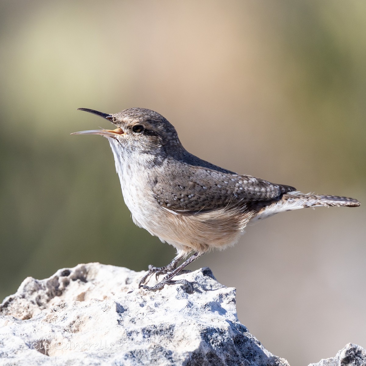 Rock Wren - ML650005213
