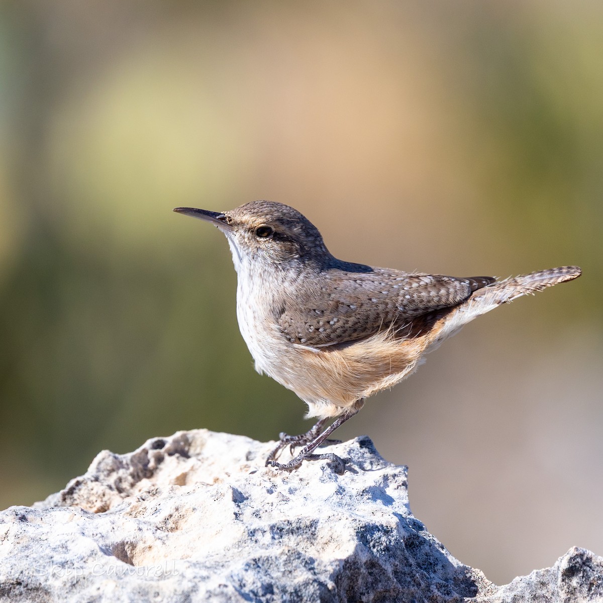 Rock Wren - ML650005214