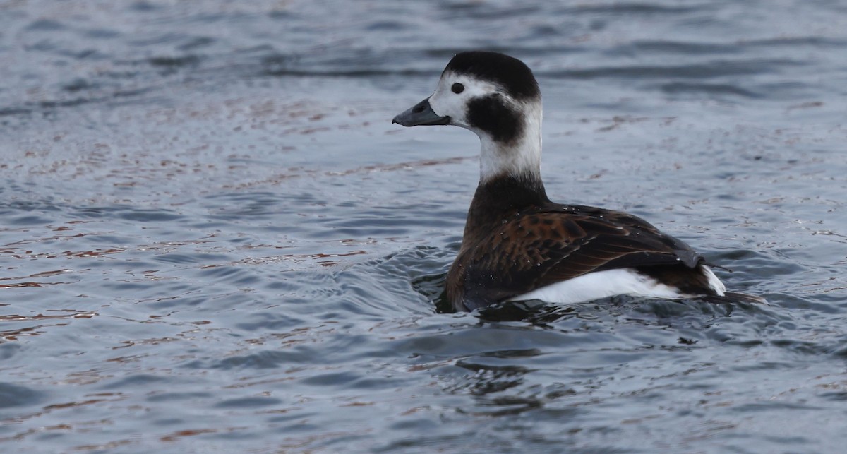 hoholka lední - ML650005314