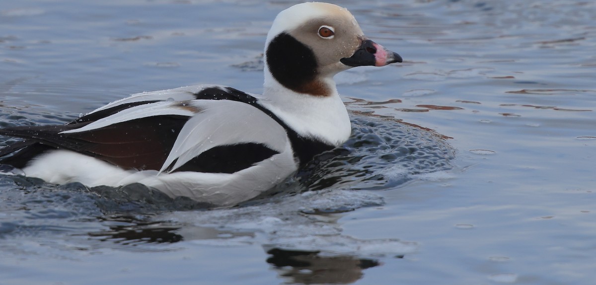 hoholka lední - ML650005315