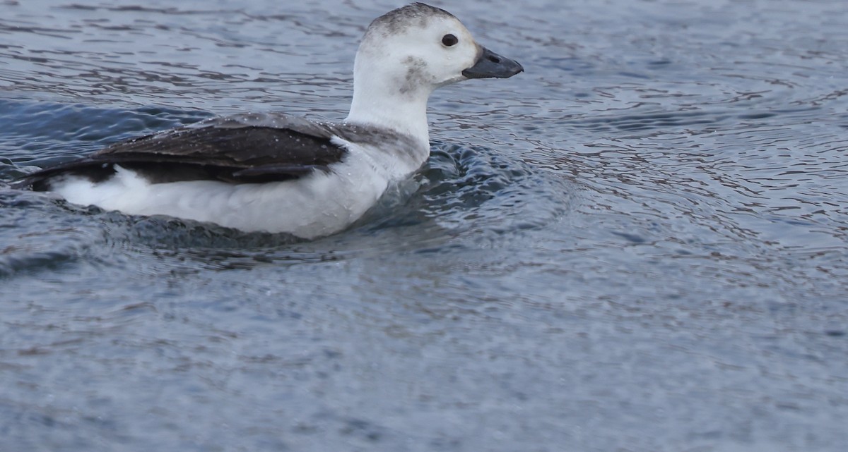 hoholka lední - ML650005316