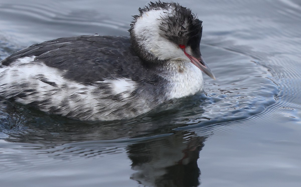 potápka žlutorohá - ML650005335