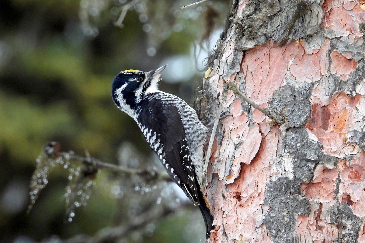 Американский трёхпалый дятел - ML650005821