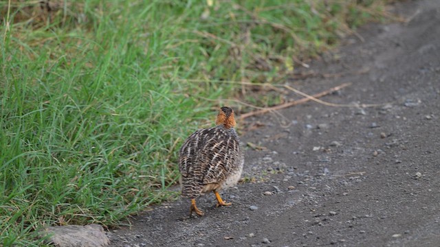 frankolín rezavohlavý - ML650006268