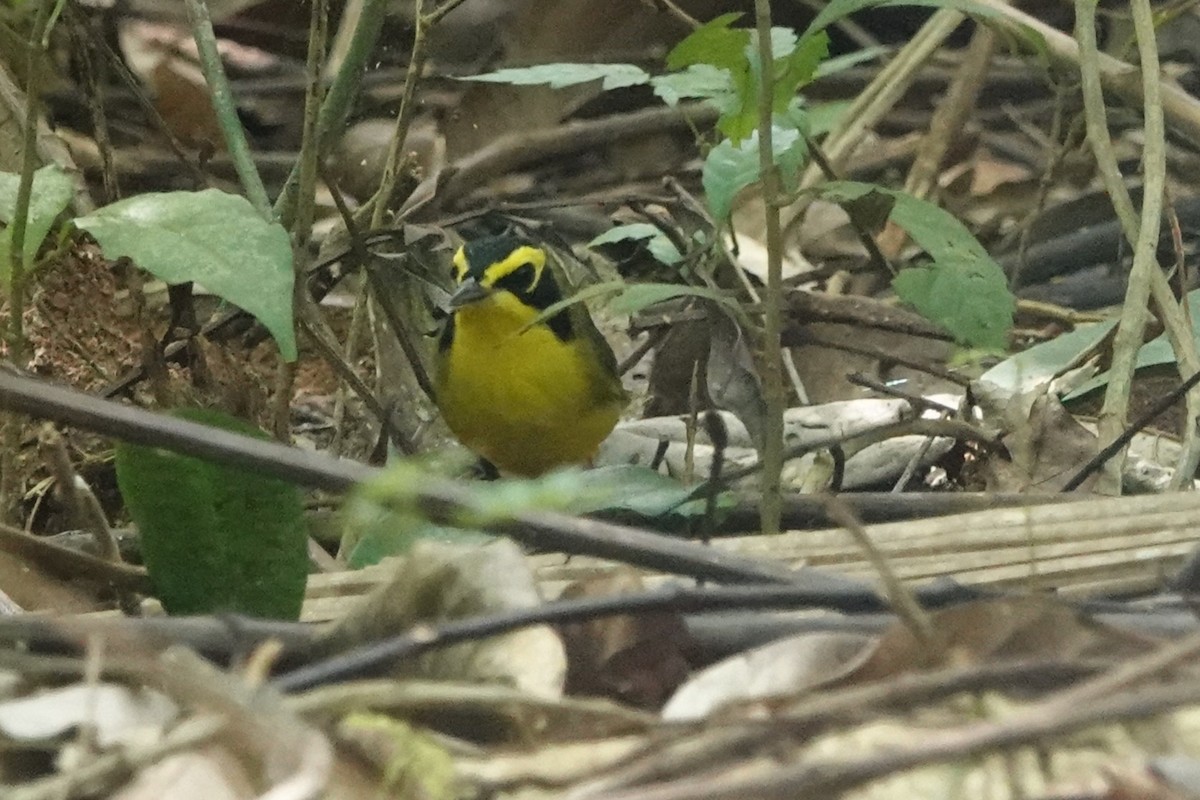 Reinita de Kentucky - ML650006410