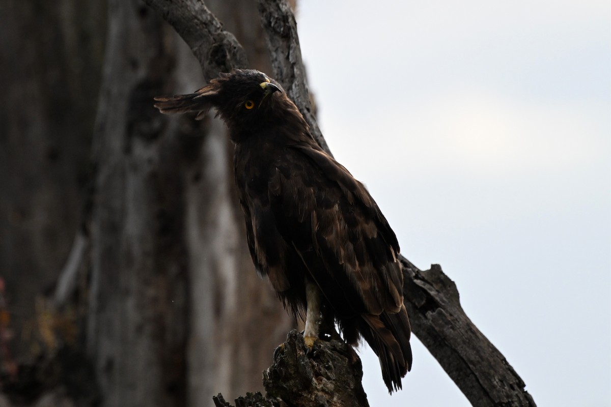 orel chocholatý - ML650006499