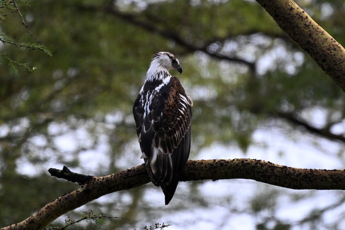 orel jasnohlasý - ML650006512