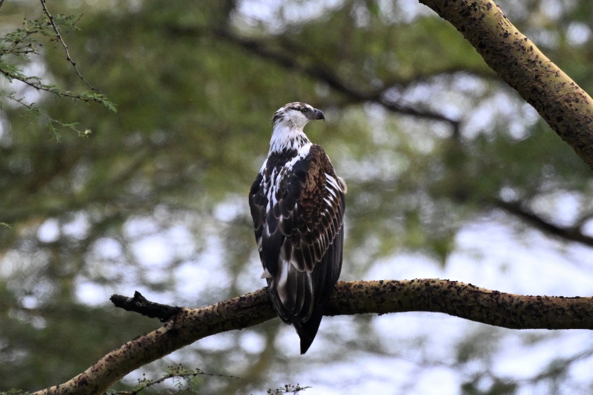orel jasnohlasý - ML650006513