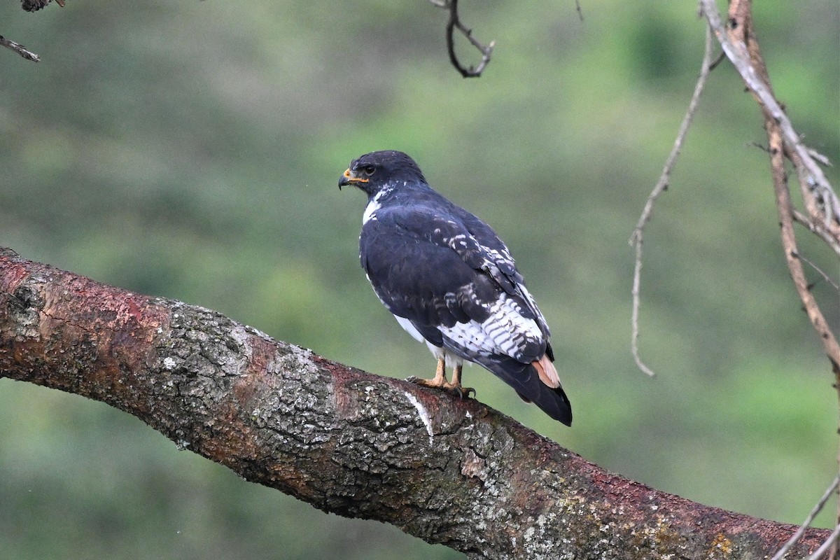 káně černohřbetá - ML650006520