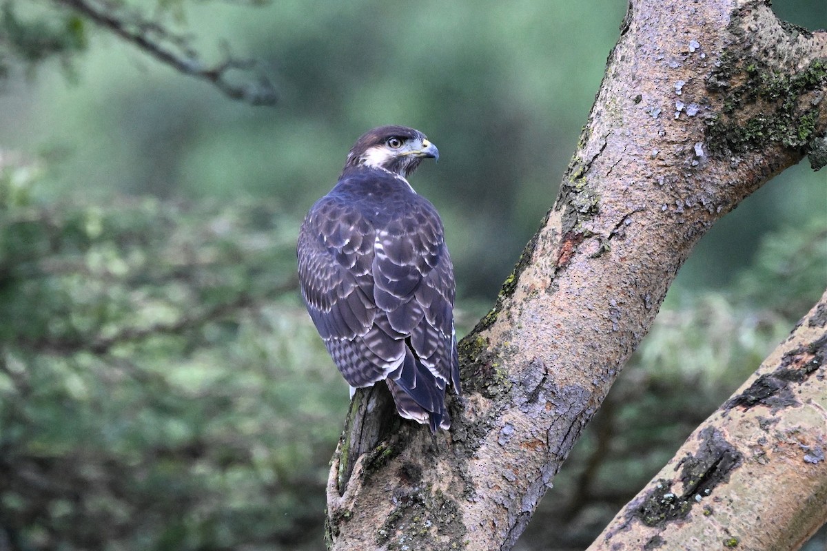 káně černohřbetá - ML650006522