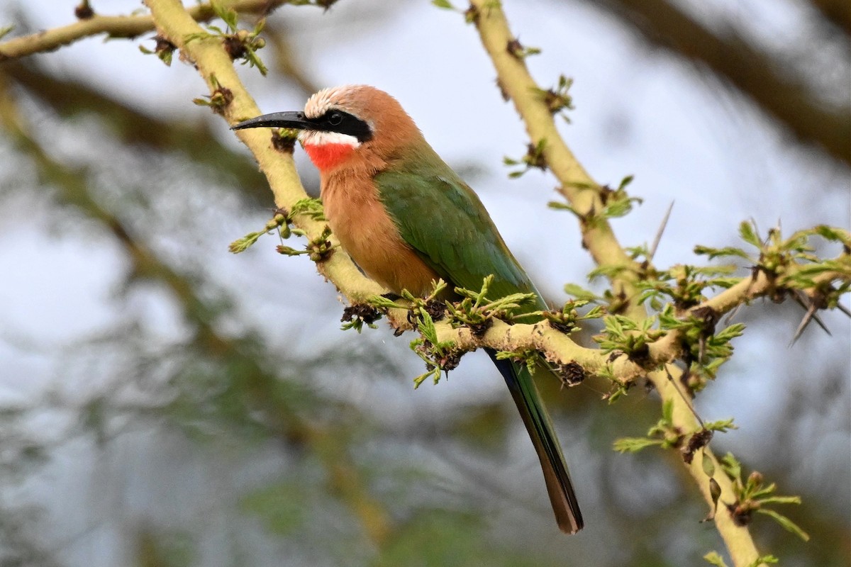 vlha běločelá - ML650006588