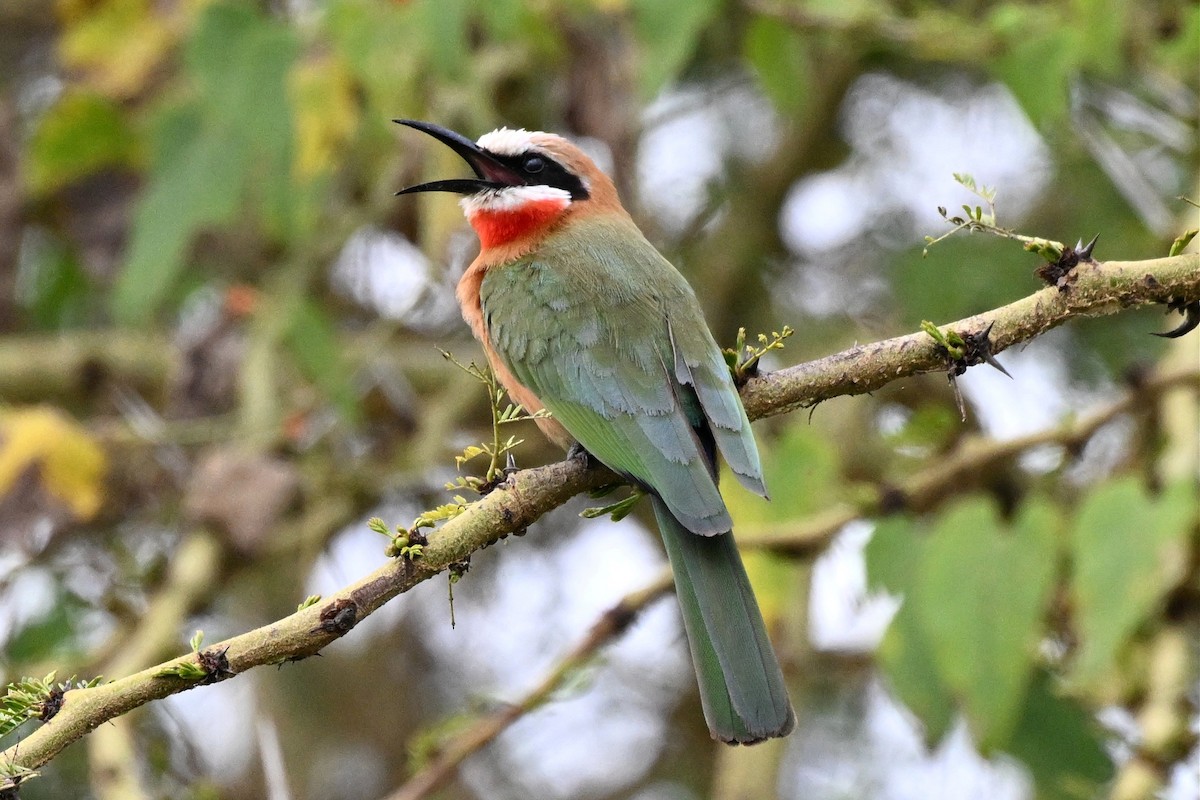 vlha běločelá - ML650006594