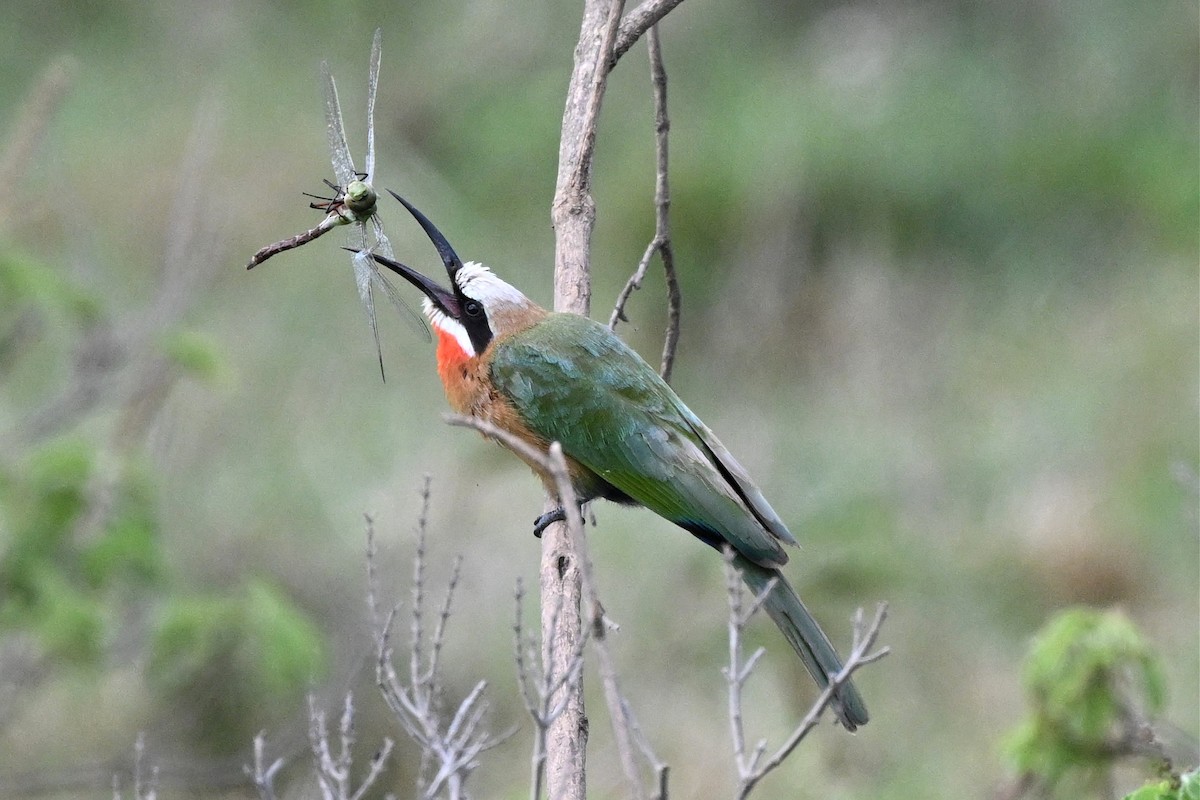 vlha běločelá - ML650006595