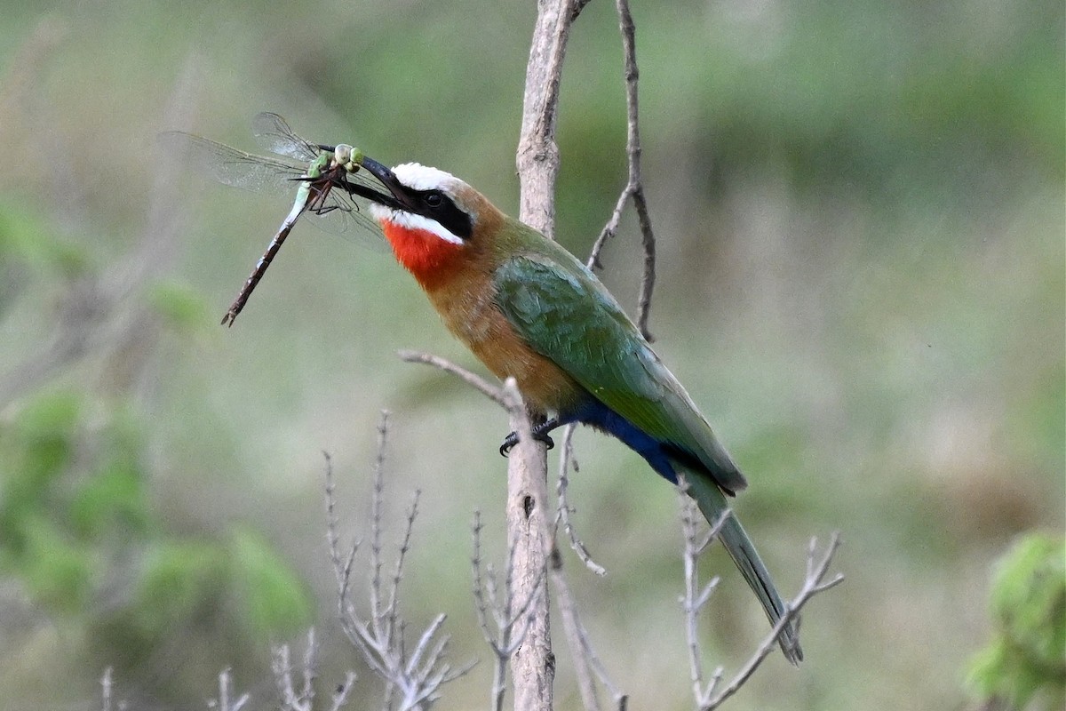 vlha běločelá - ML650006597