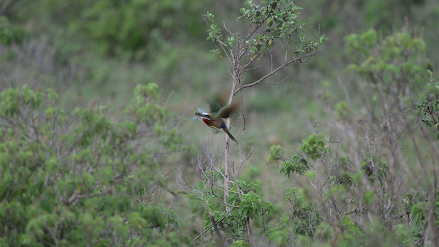 vlha běločelá - ML650006600