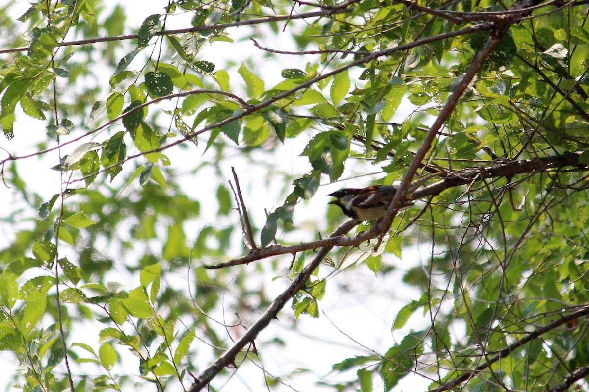 House Sparrow - Charlotte Croshaw