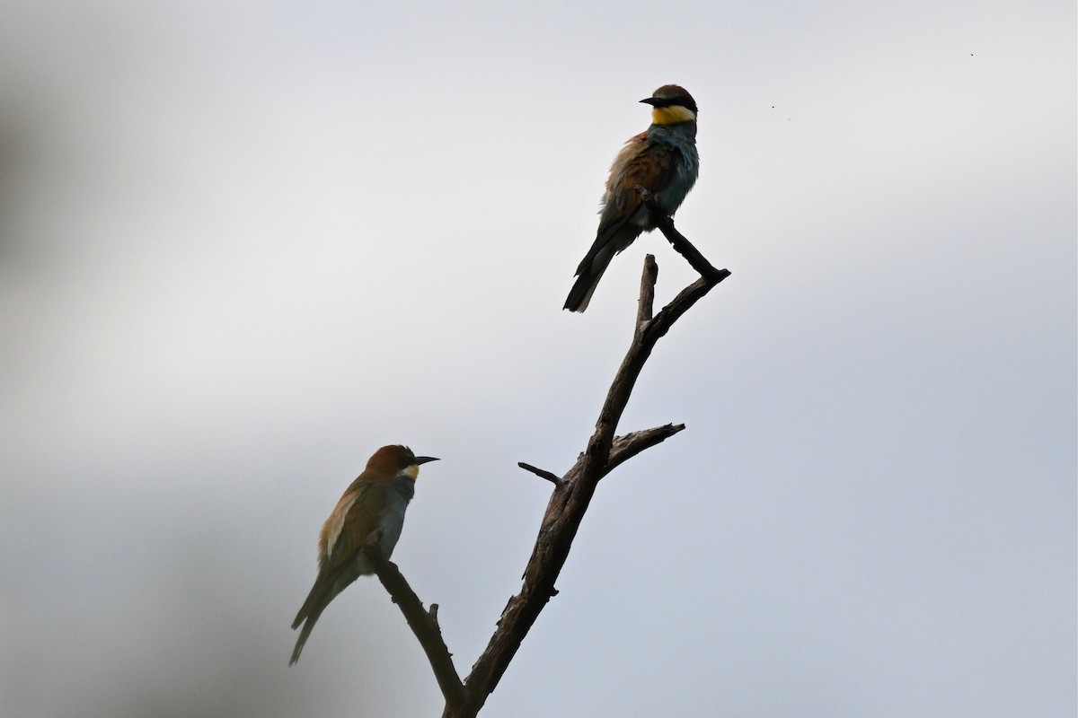 vlha pestrá - ML650006617