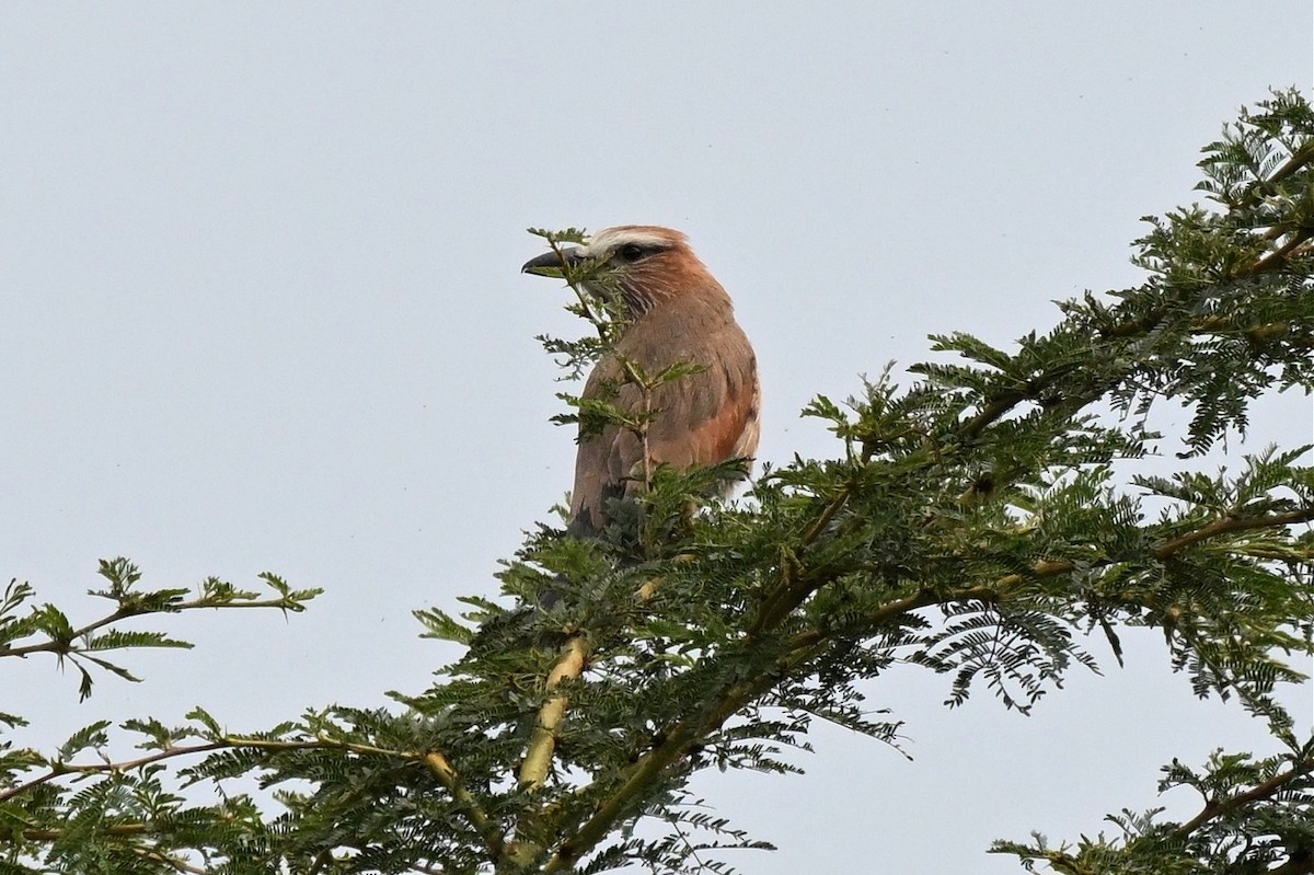 mandelík čárkovaný - ML650006646