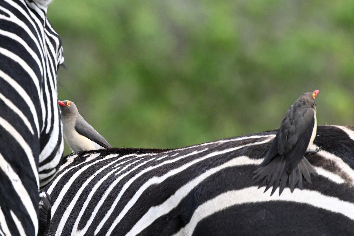 klubák červenozobý - ML650006658