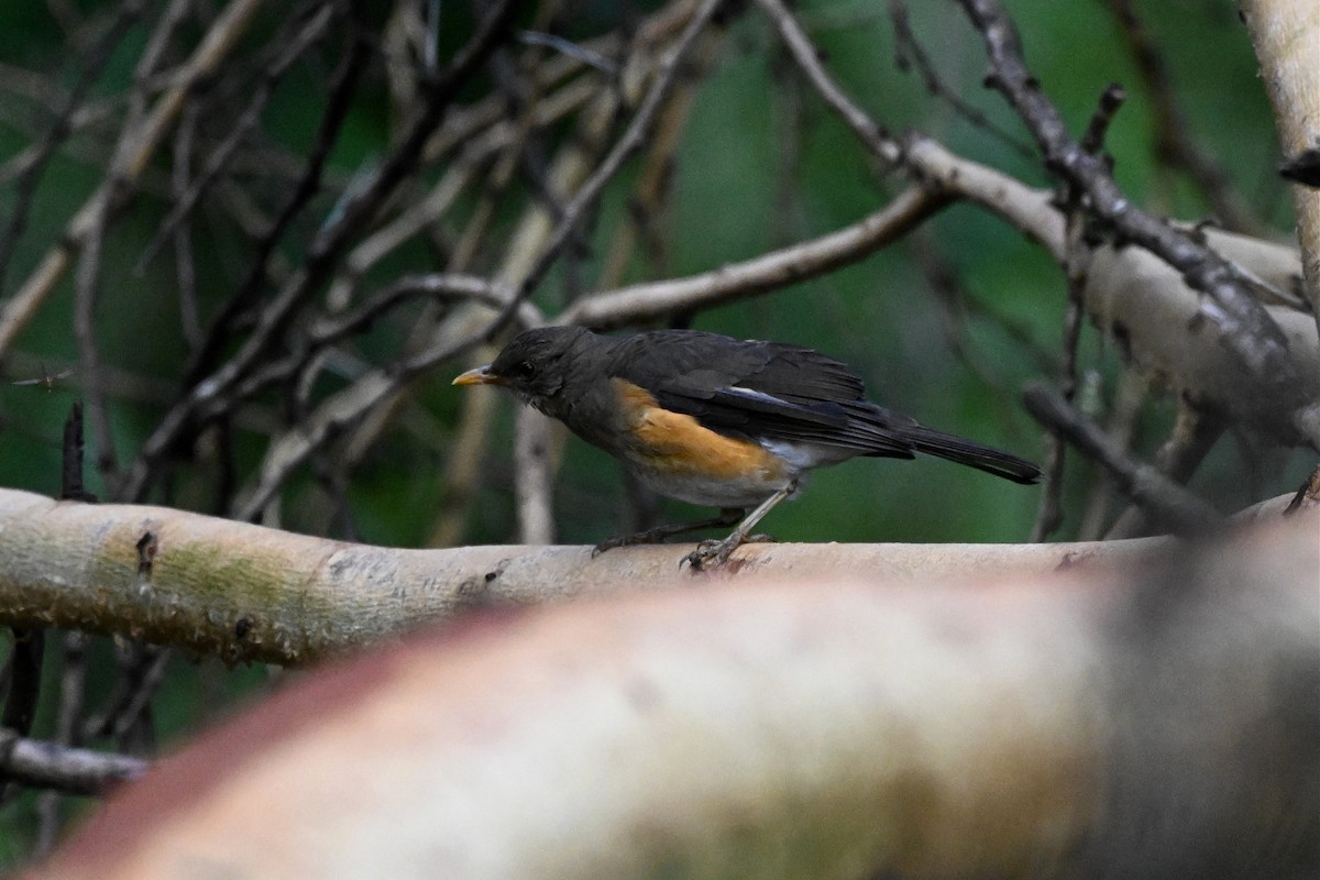 drozd africký - ML650006676