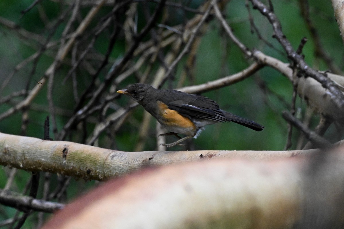 drozd africký - ML650006682