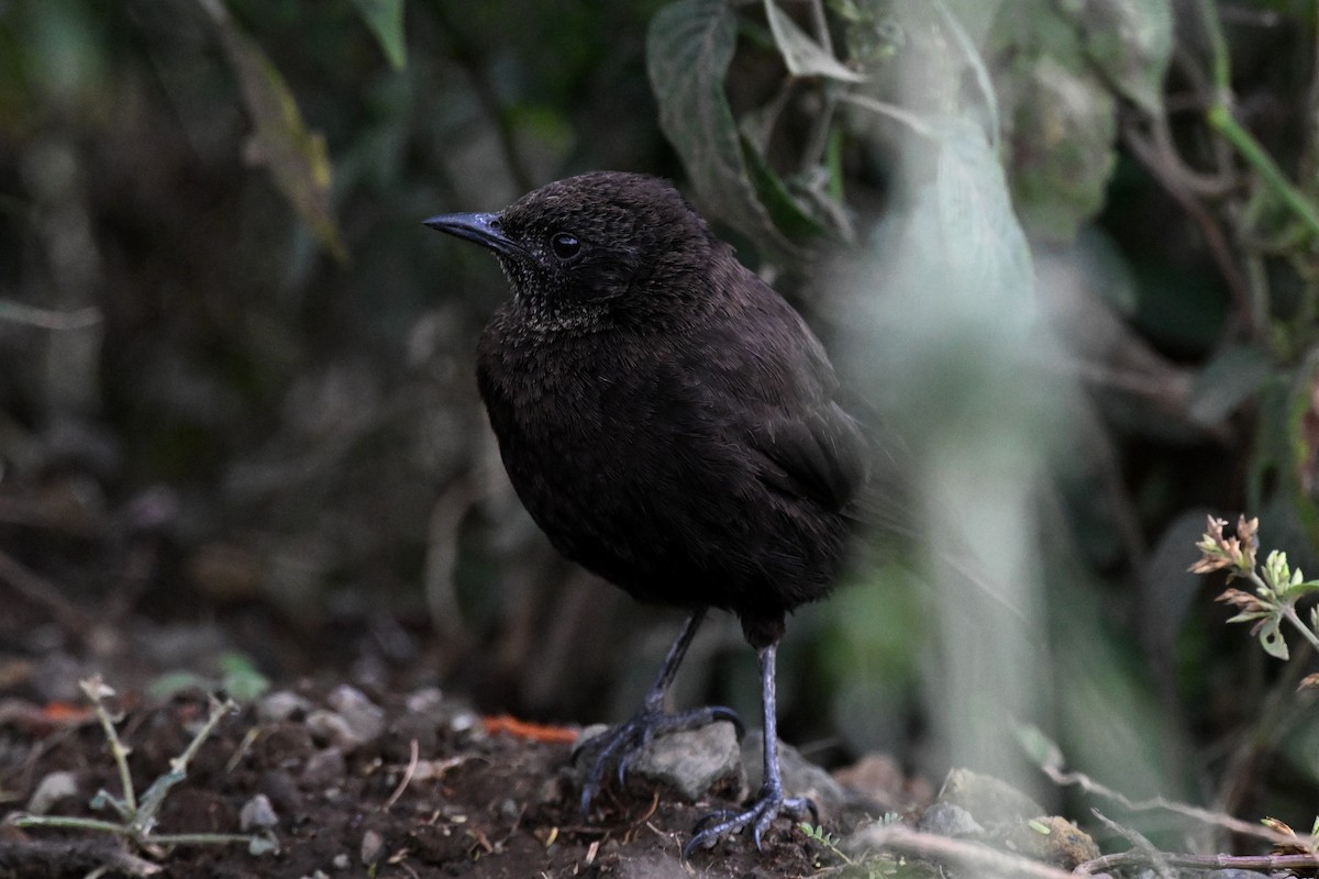 bělořit termití - ML650006692