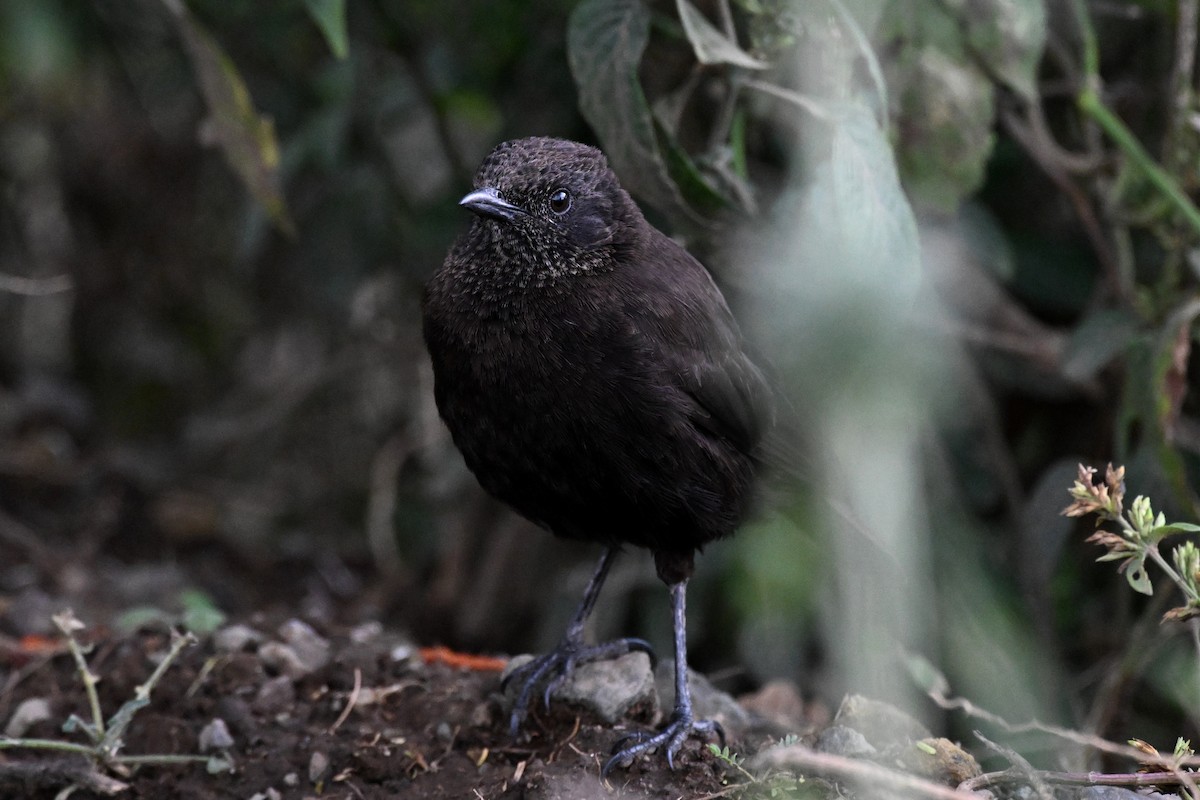 bělořit termití - ML650006697