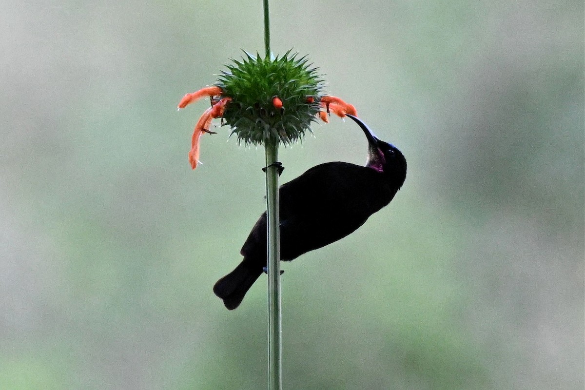 strdimil ametystový - ML650006706