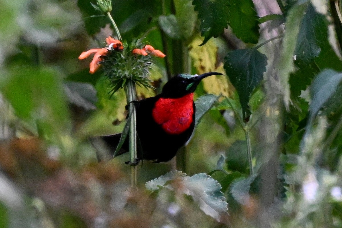 strdimil senegalský - ML650006707