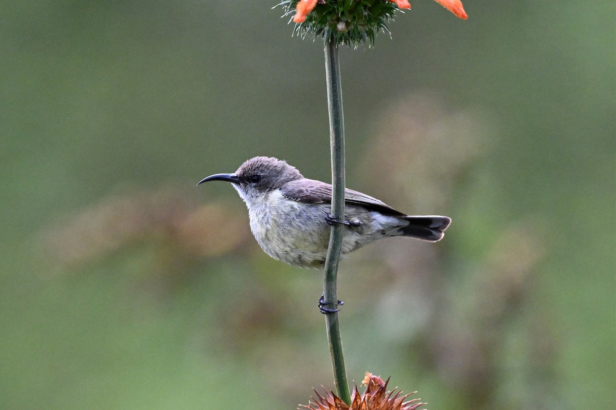 strdimil mariquaský - ML650006717