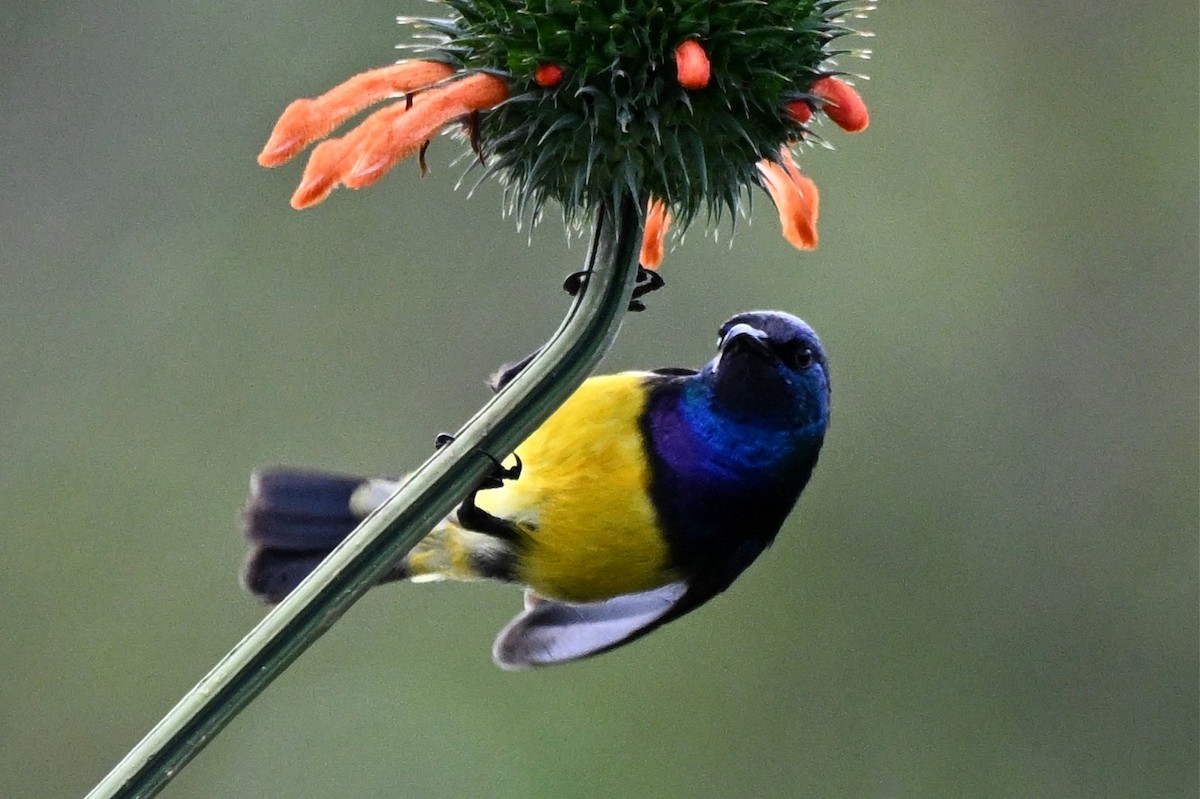 strdimil proměnlivý - ML650006730