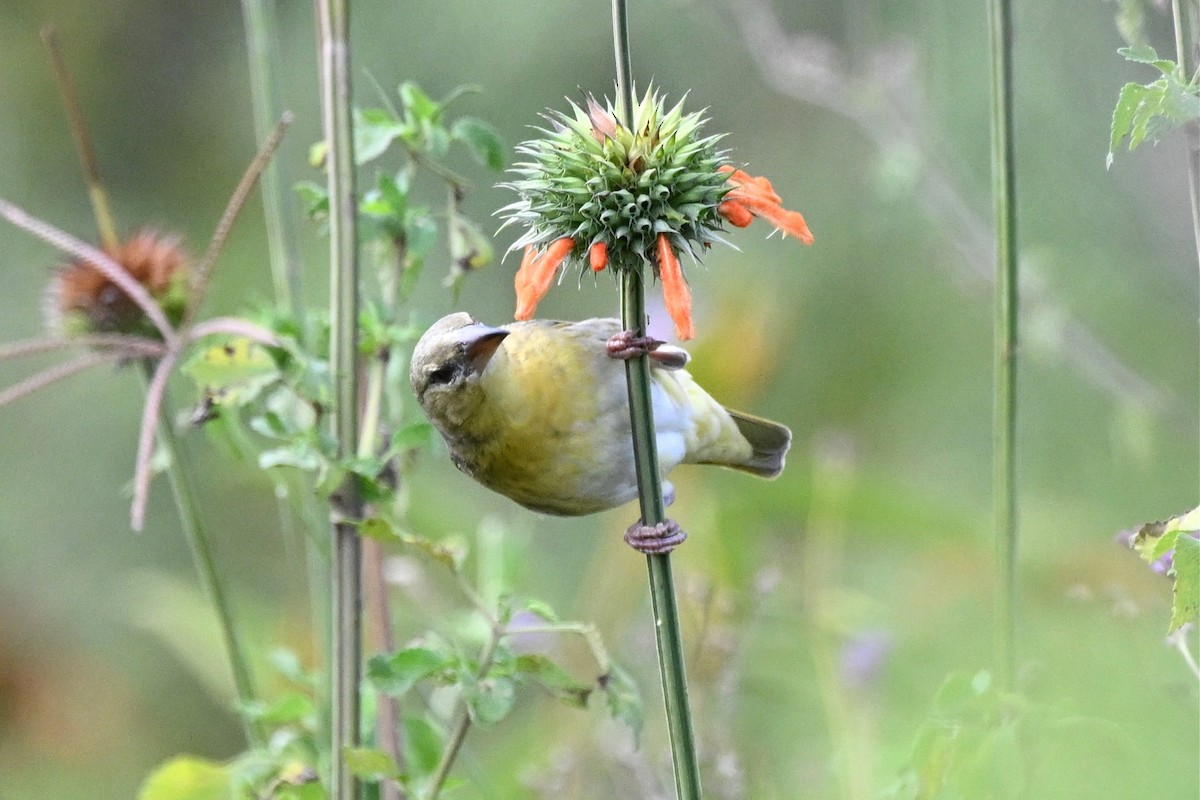 Speke's Weaver - ML650006735